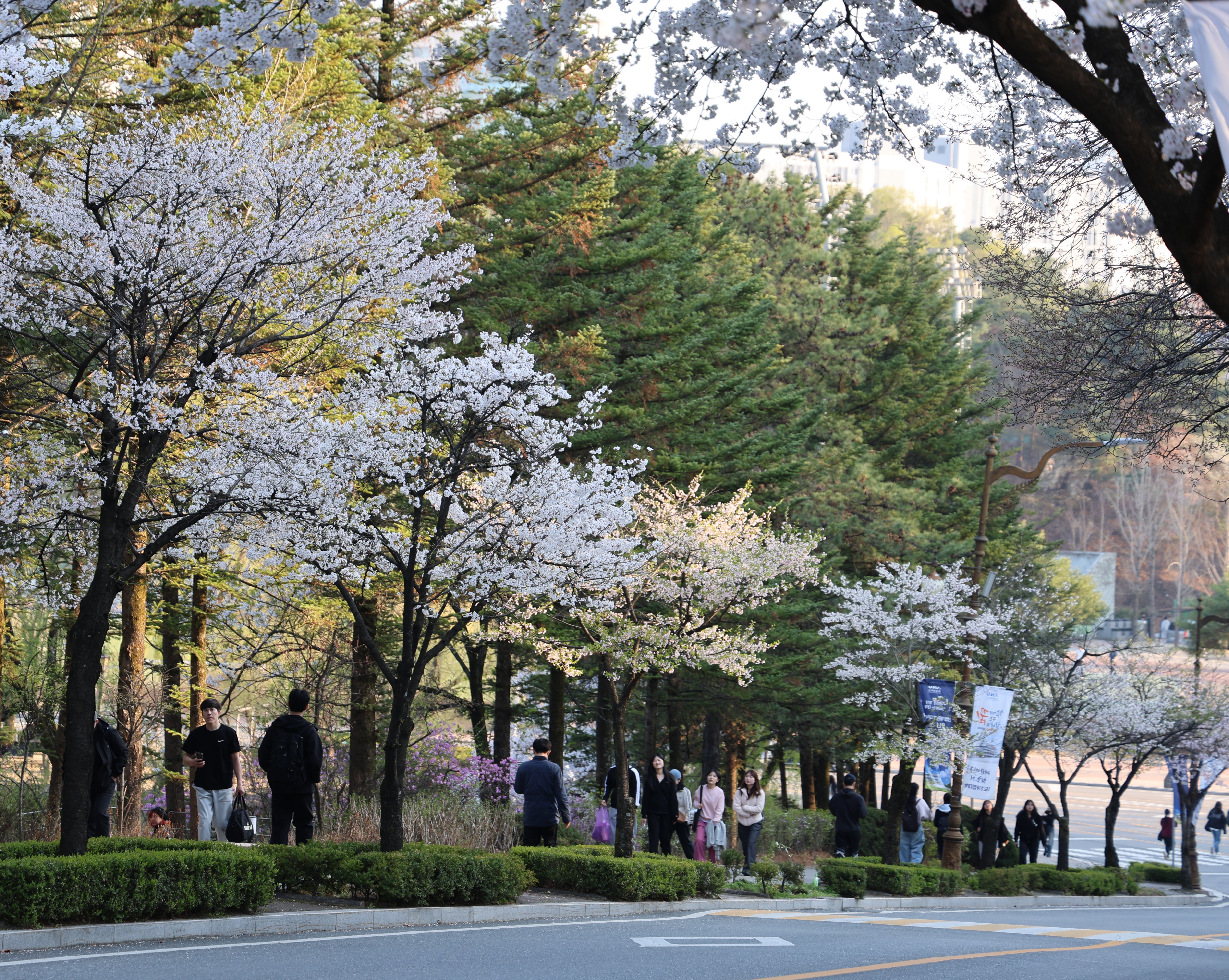 1434 ž»çÁø.jpg 5017X4000