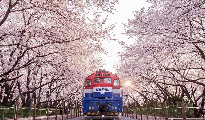 cherry2.jpg 683X400
